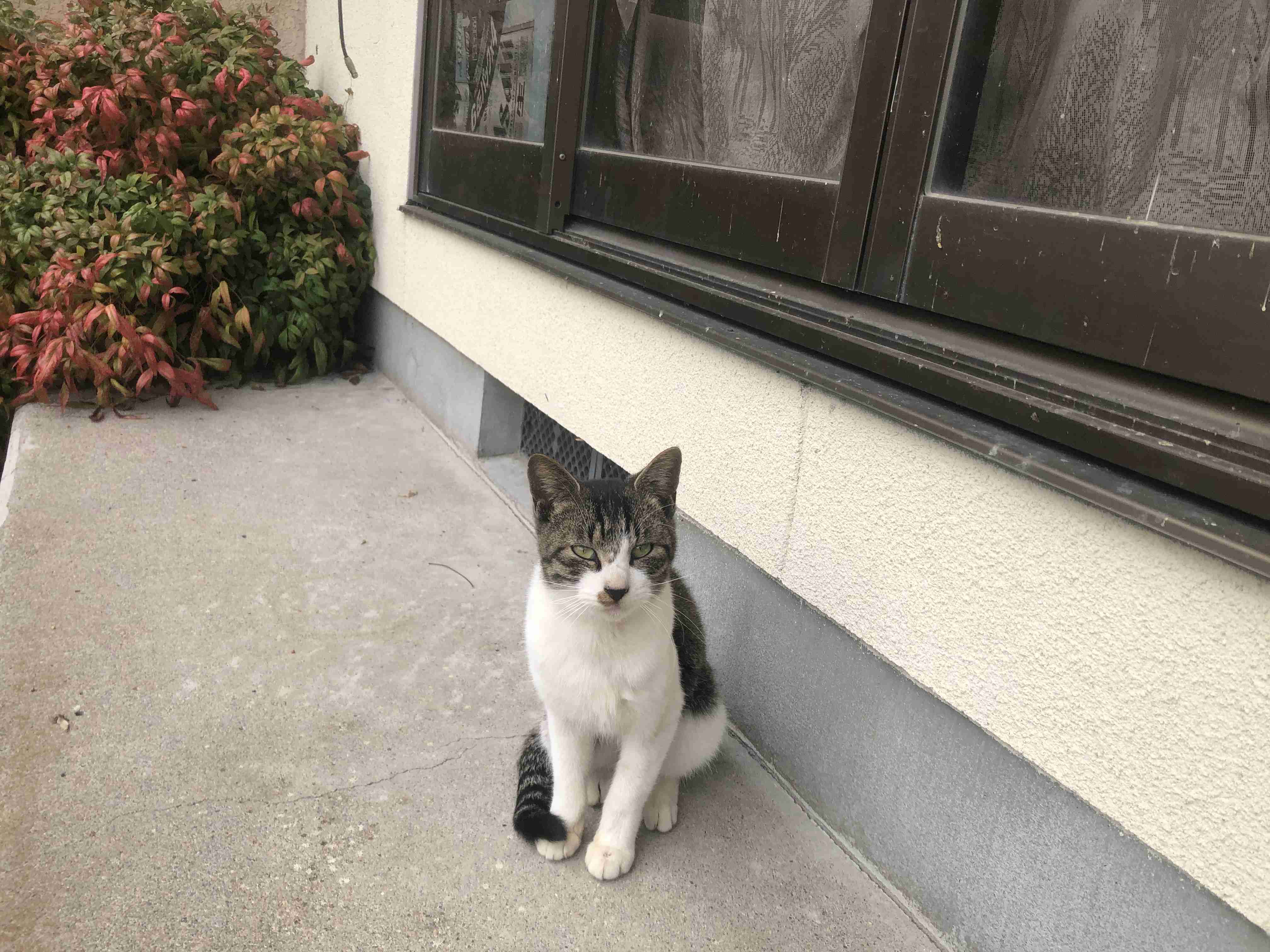猫の画像を貼ると名前を付けてくれるトピ Part5