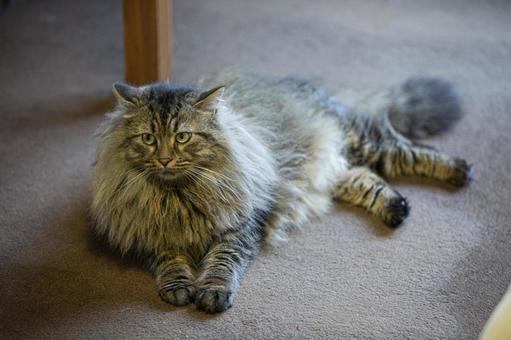 猫の画像を貼ると名前を付けてくれるトピ Part5