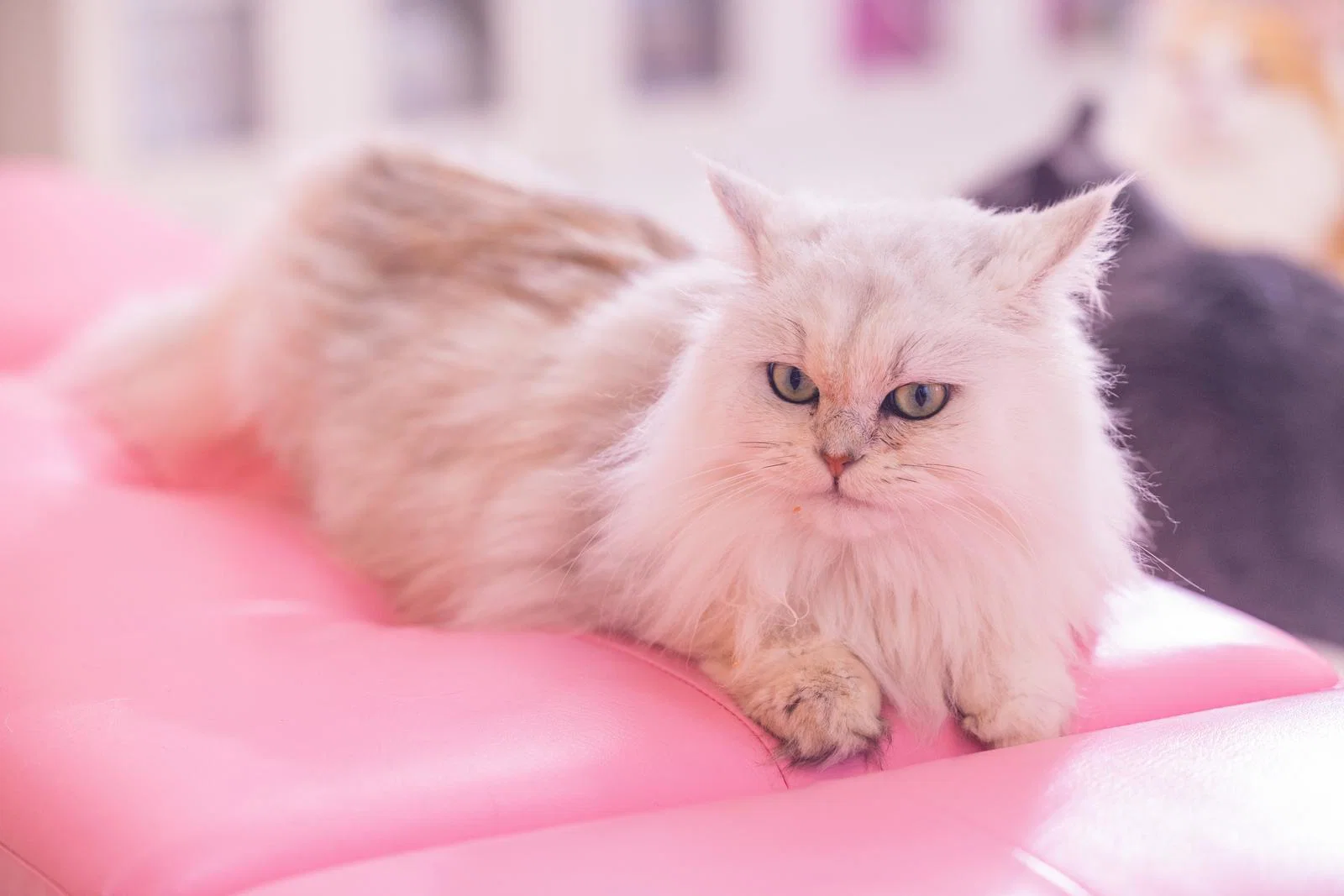 猫の画像を貼ると名前を付けてくれるトピ Part5