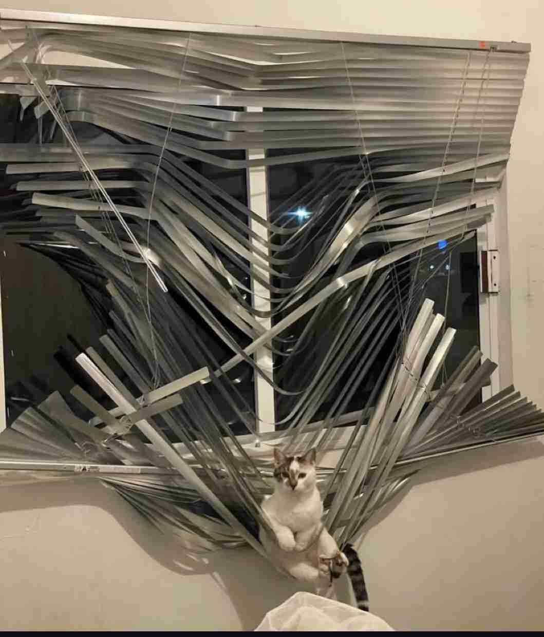猫の画像を貼ると名前を付けてくれるトピ Part5