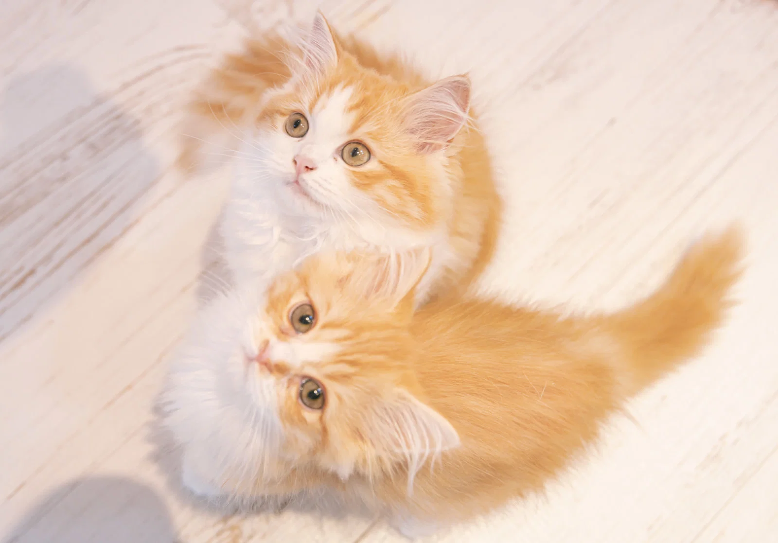 猫の画像を貼ると名前を付けてくれるトピ Part5