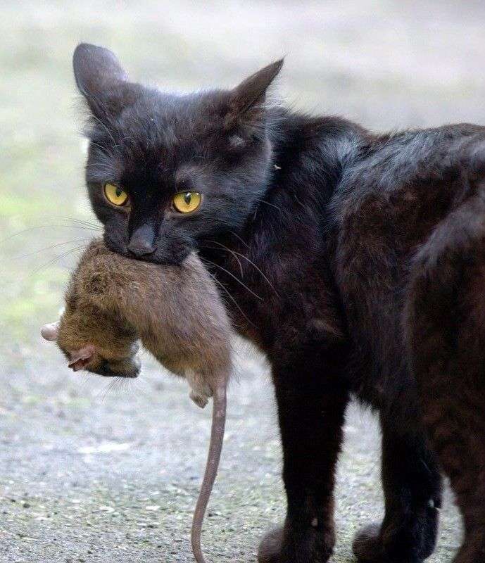 猫の画像を貼ると名前を付けてくれるトピ Part5