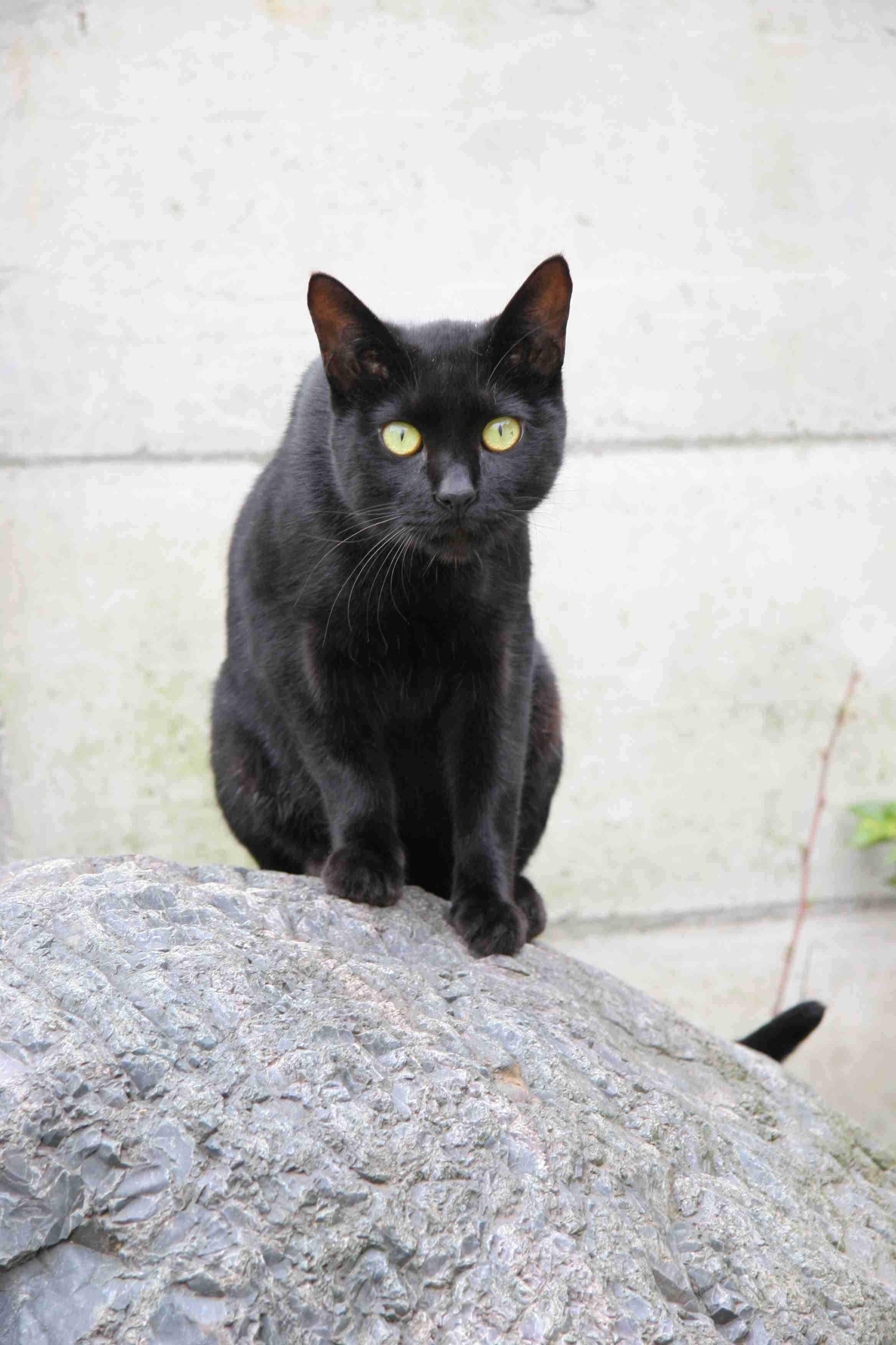 猫の画像を貼ると名前を付けてくれるトピ Part5