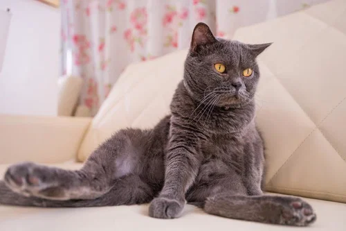 猫の画像を貼ると名前を付けてくれるトピ Part5