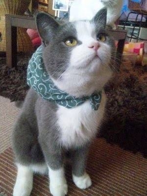 猫の画像を貼ると名前を付けてくれるトピ Part5