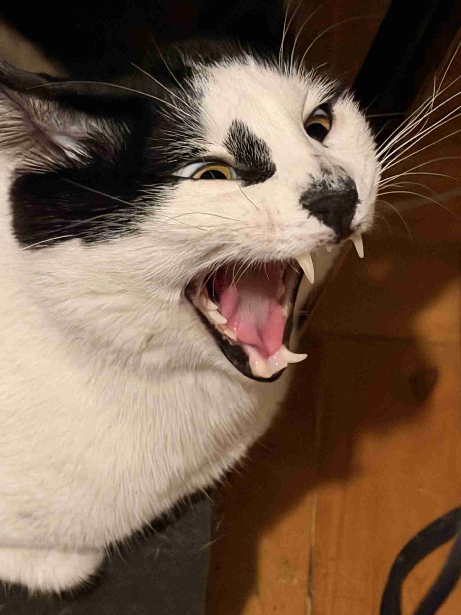 猫の画像を貼ると名前を付けてくれるトピ Part5