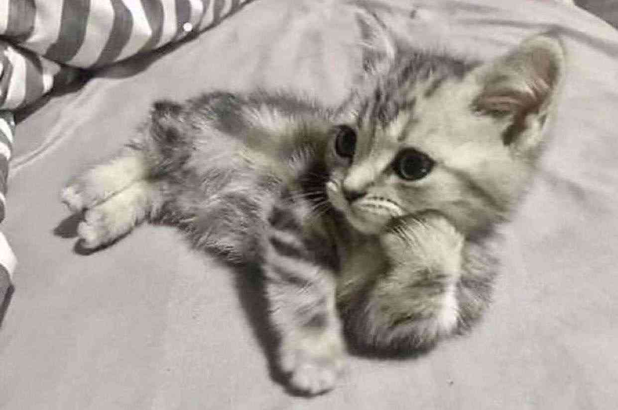 猫の画像を貼ると名前を付けてくれるトピ Part5