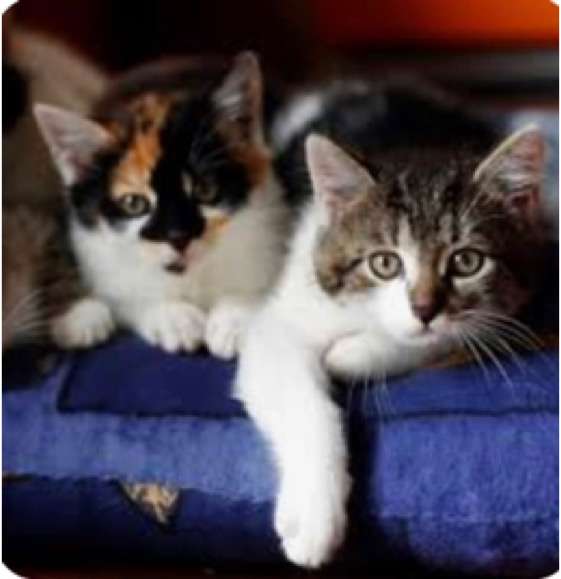 猫の画像を貼ると名前を付けてくれるトピ Part5