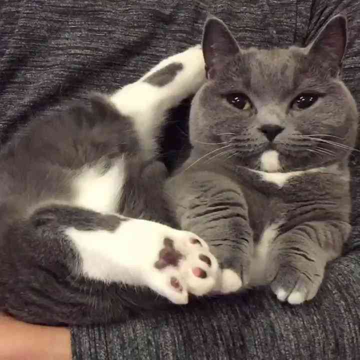 猫の画像を貼ると名前を付けてくれるトピ Part5