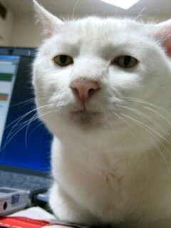 猫の画像を貼ると名前を付けてくれるトピ Part5