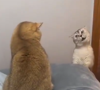 猫の画像を貼ると名前を付けてくれるトピ Part5
