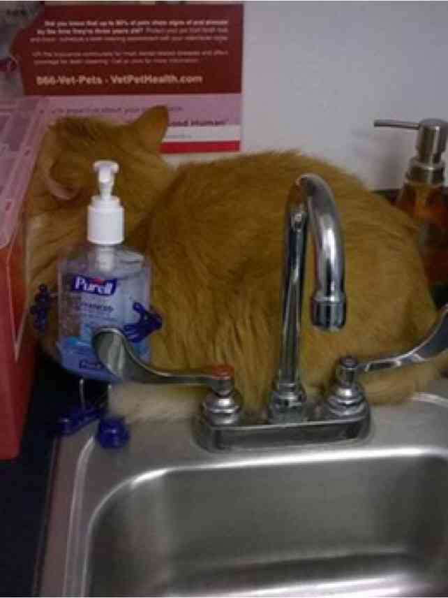 猫の画像を貼ると名前を付けてくれるトピ Part5