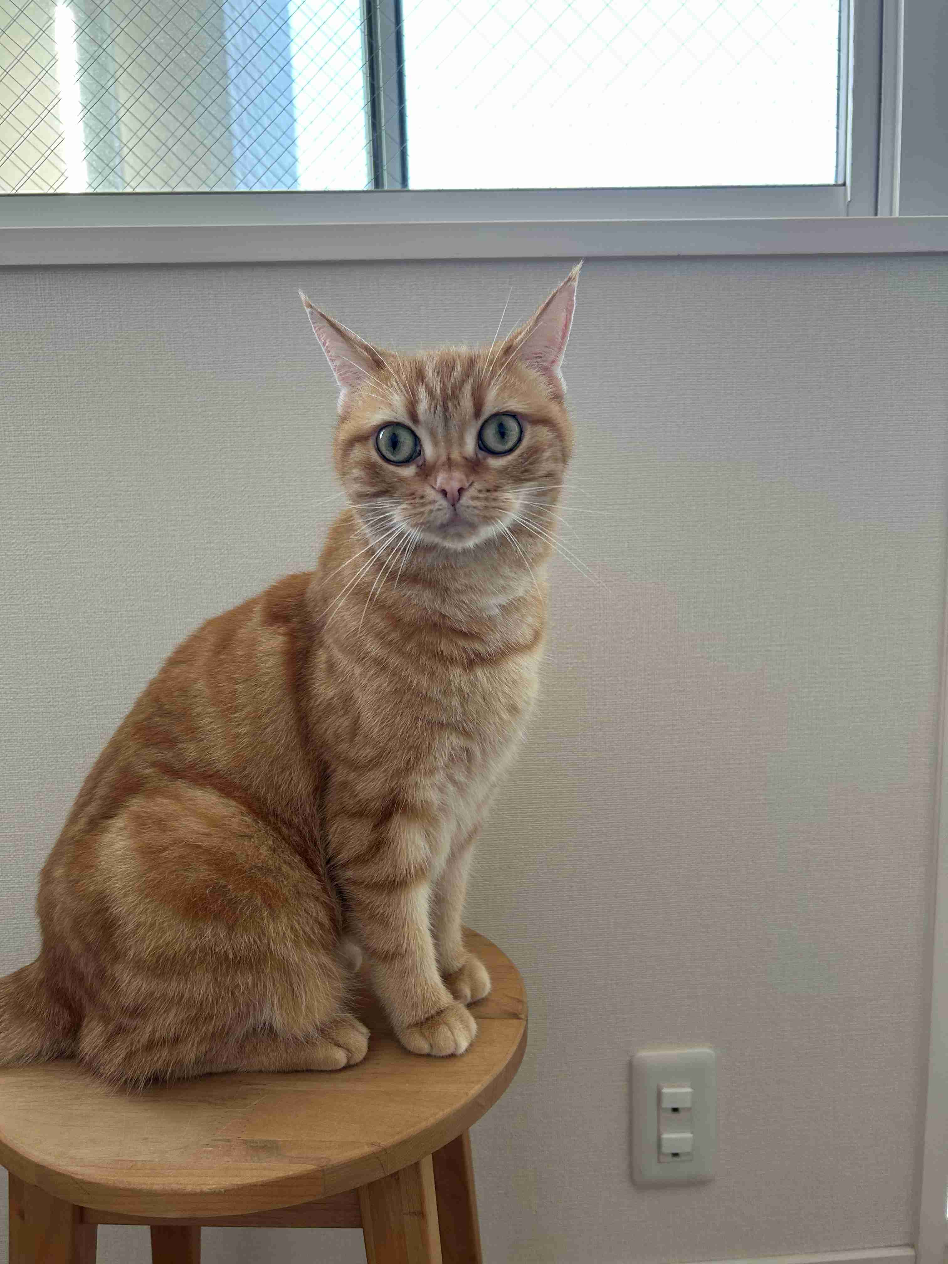 猫の画像を貼ると名前を付けてくれるトピ Part5