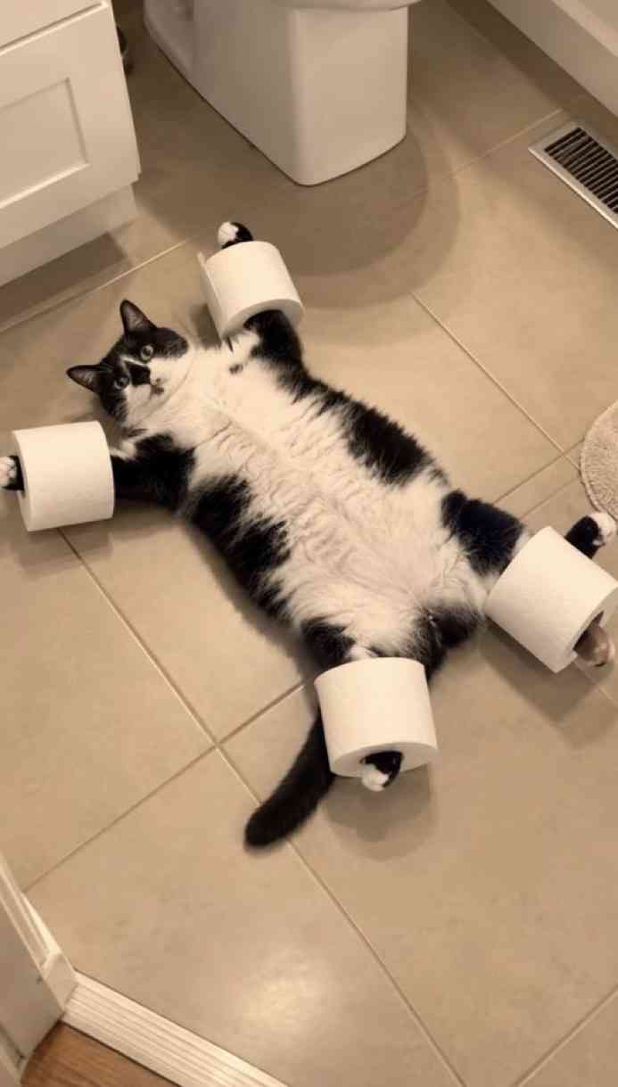 猫の画像を貼ると名前を付けてくれるトピ Part5
