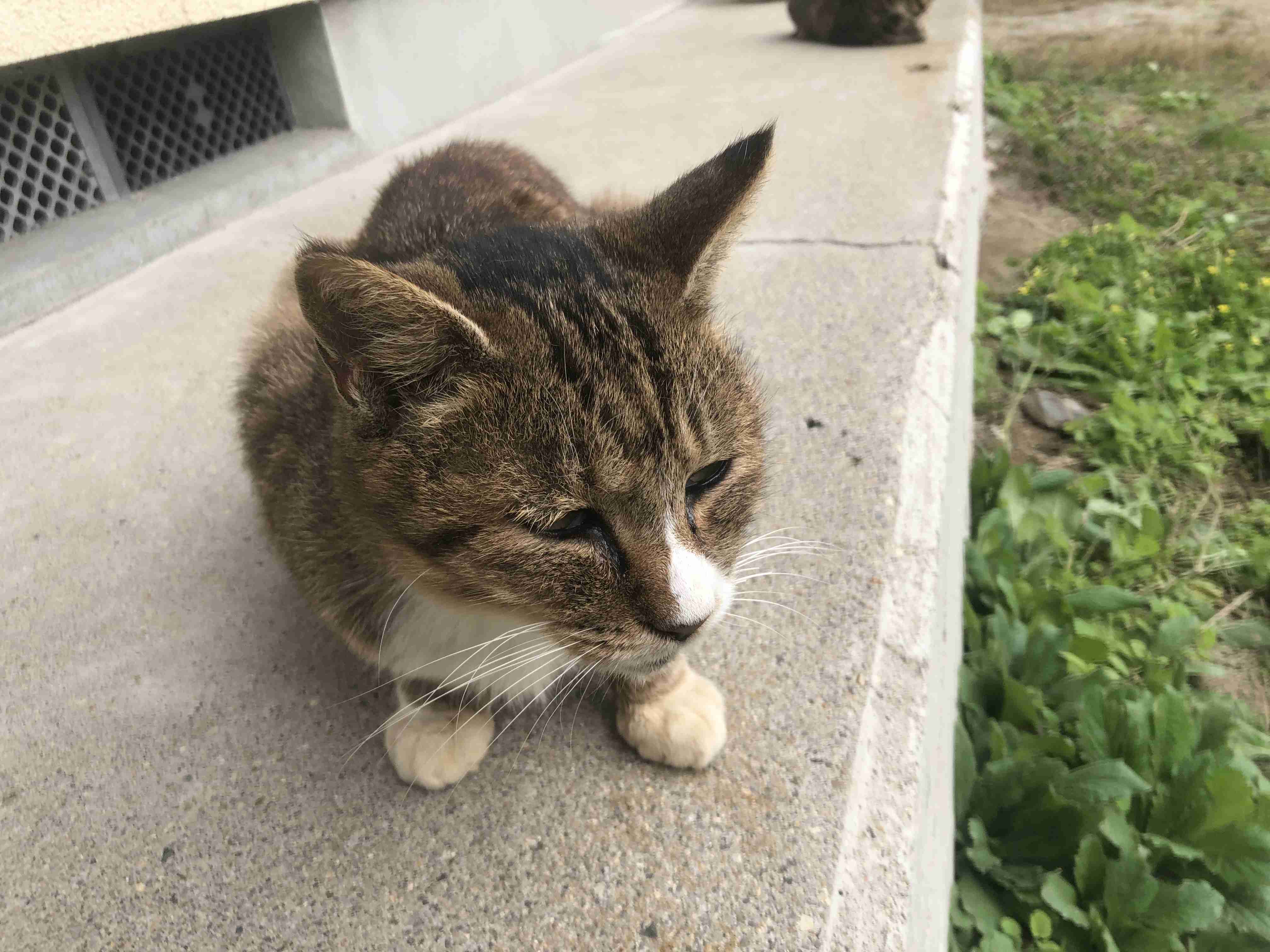 猫の画像を貼ると名前を付けてくれるトピ Part5