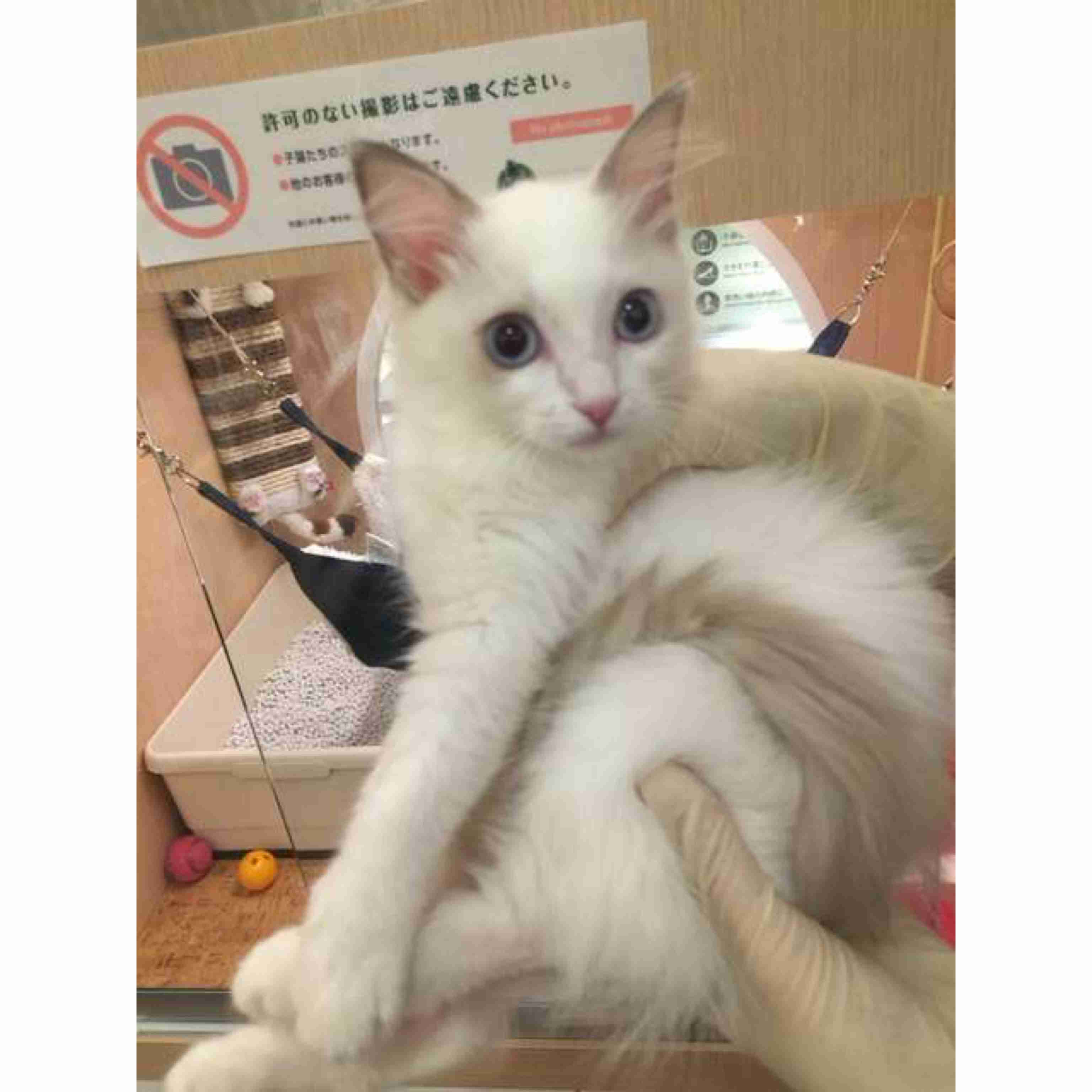 猫の画像を貼ると名前を付けてくれるトピ Part5