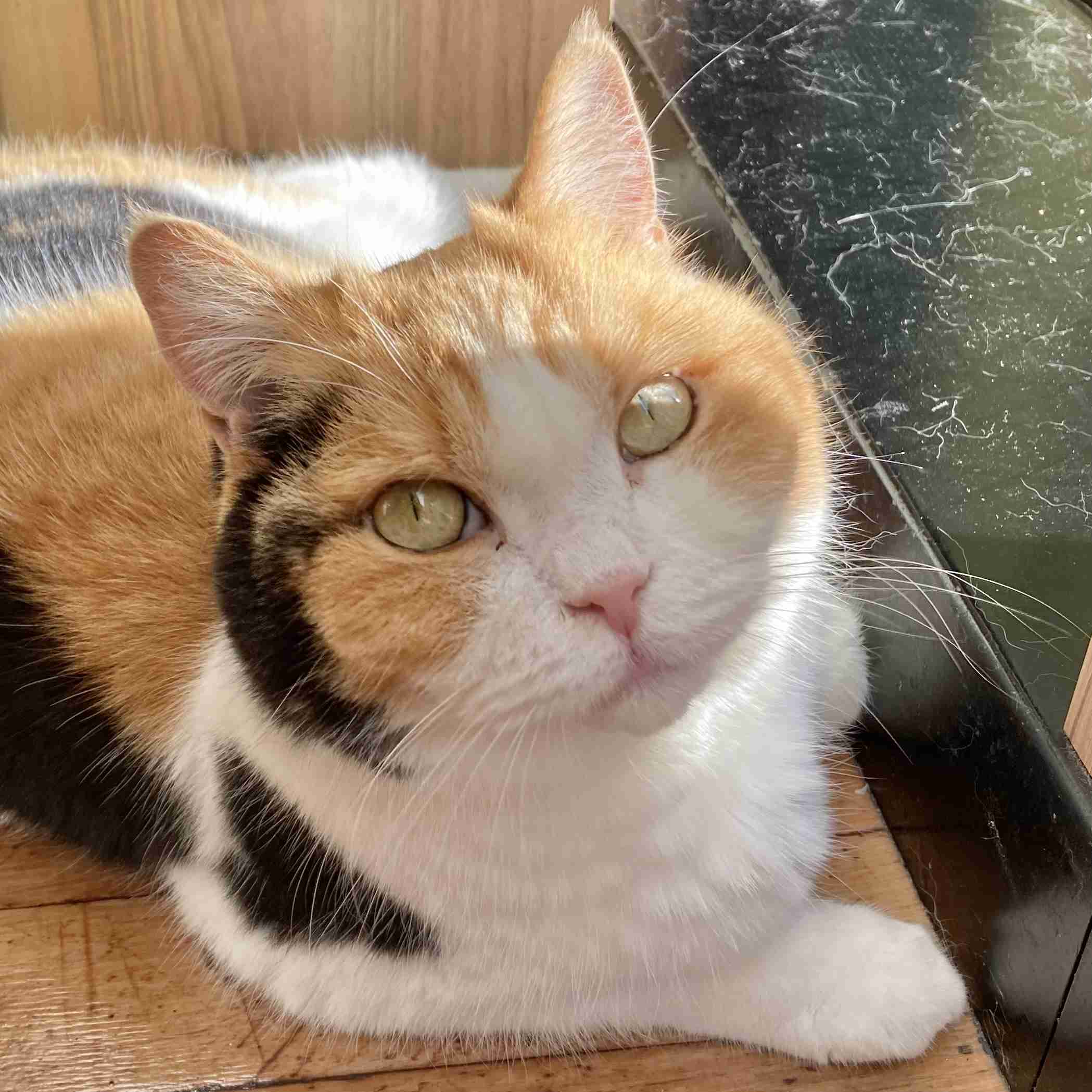 猫の画像を貼ると名前を付けてくれるトピ Part5