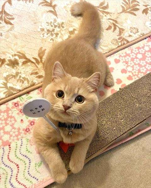 猫の画像を貼ると名前を付けてくれるトピ Part5