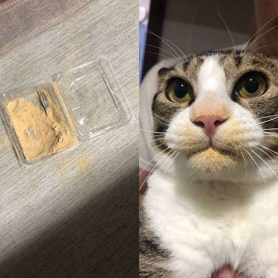 猫の画像を貼ると名前を付けてくれるトピ Part5