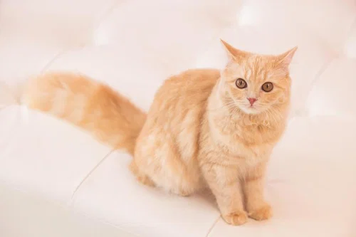 猫の画像を貼ると名前を付けてくれるトピ Part5