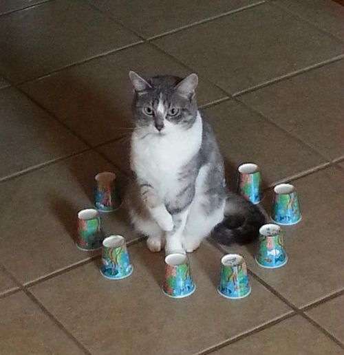 猫の画像を貼ると名前を付けてくれるトピ Part5