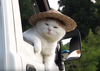 猫の画像を貼ると名前を付けてくれるトピ Part5