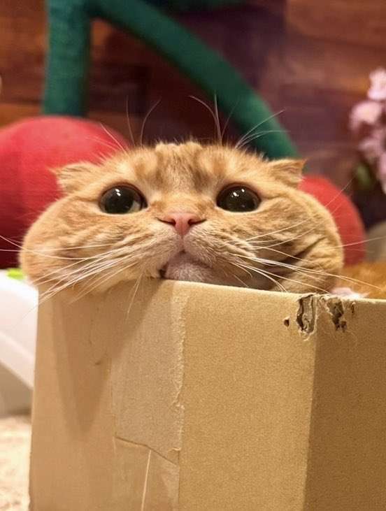 猫の画像を貼ると名前を付けてくれるトピ Part5