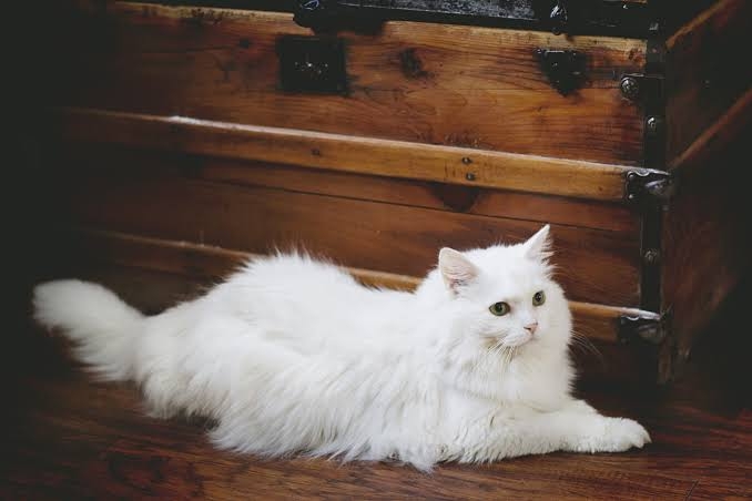 猫の画像を貼ると名前を付けてくれるトピ Part5
