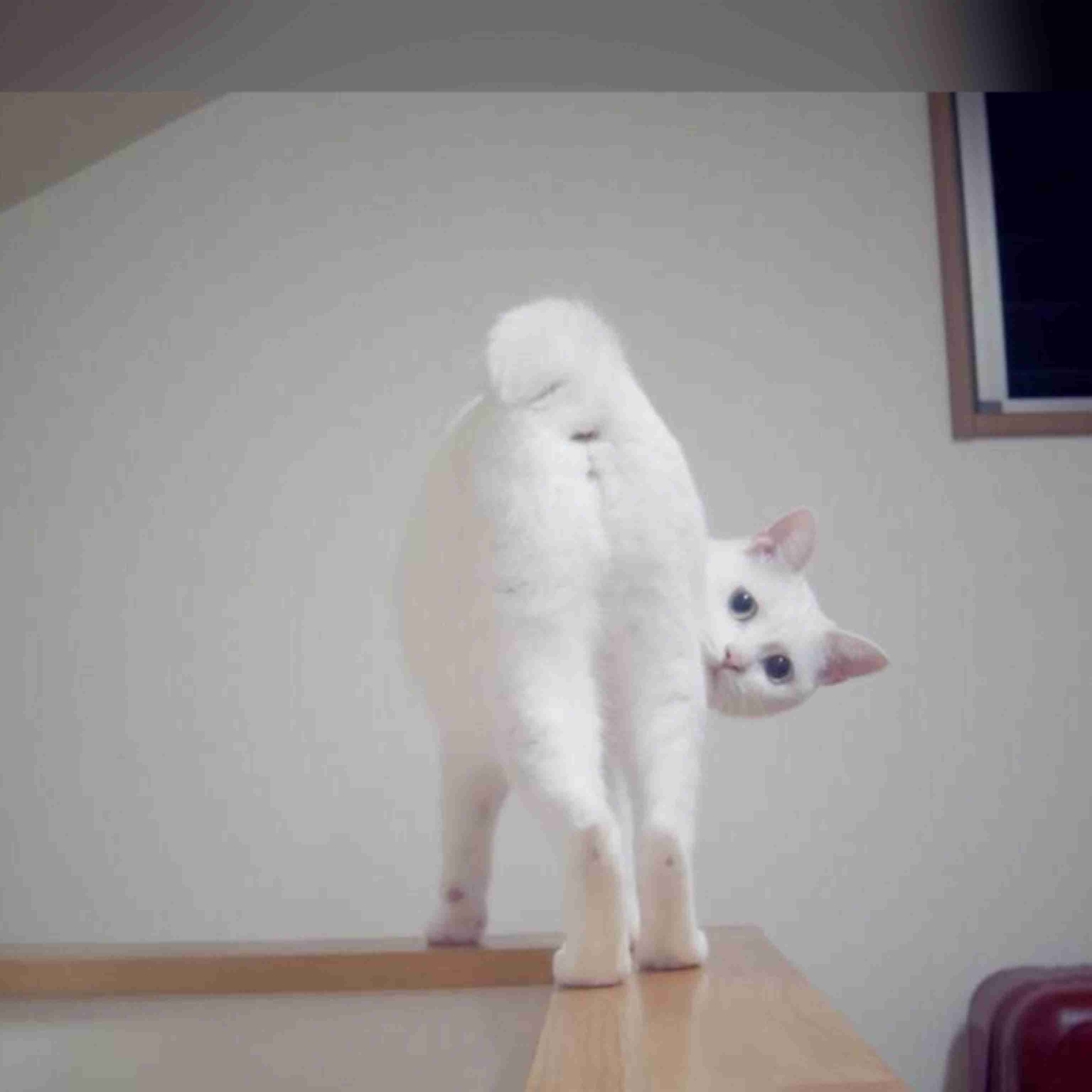 猫の画像を貼ると名前を付けてくれるトピ Part5