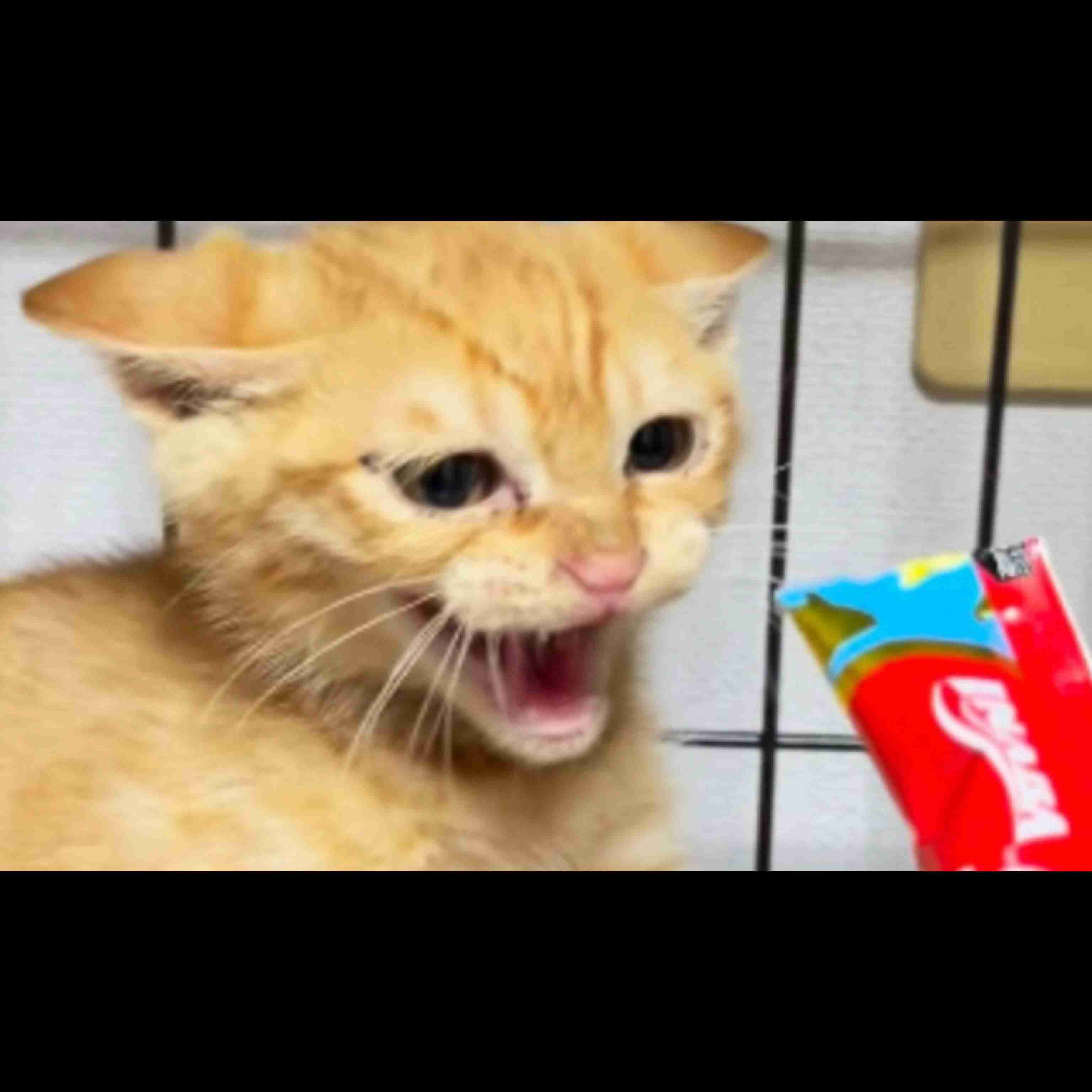 猫の画像を貼ると名前を付けてくれるトピ Part5