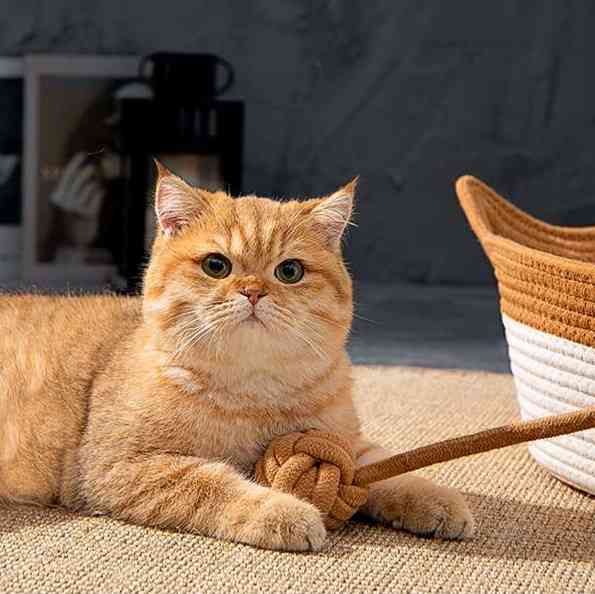 猫の画像を貼ると名前を付けてくれるトピ Part5