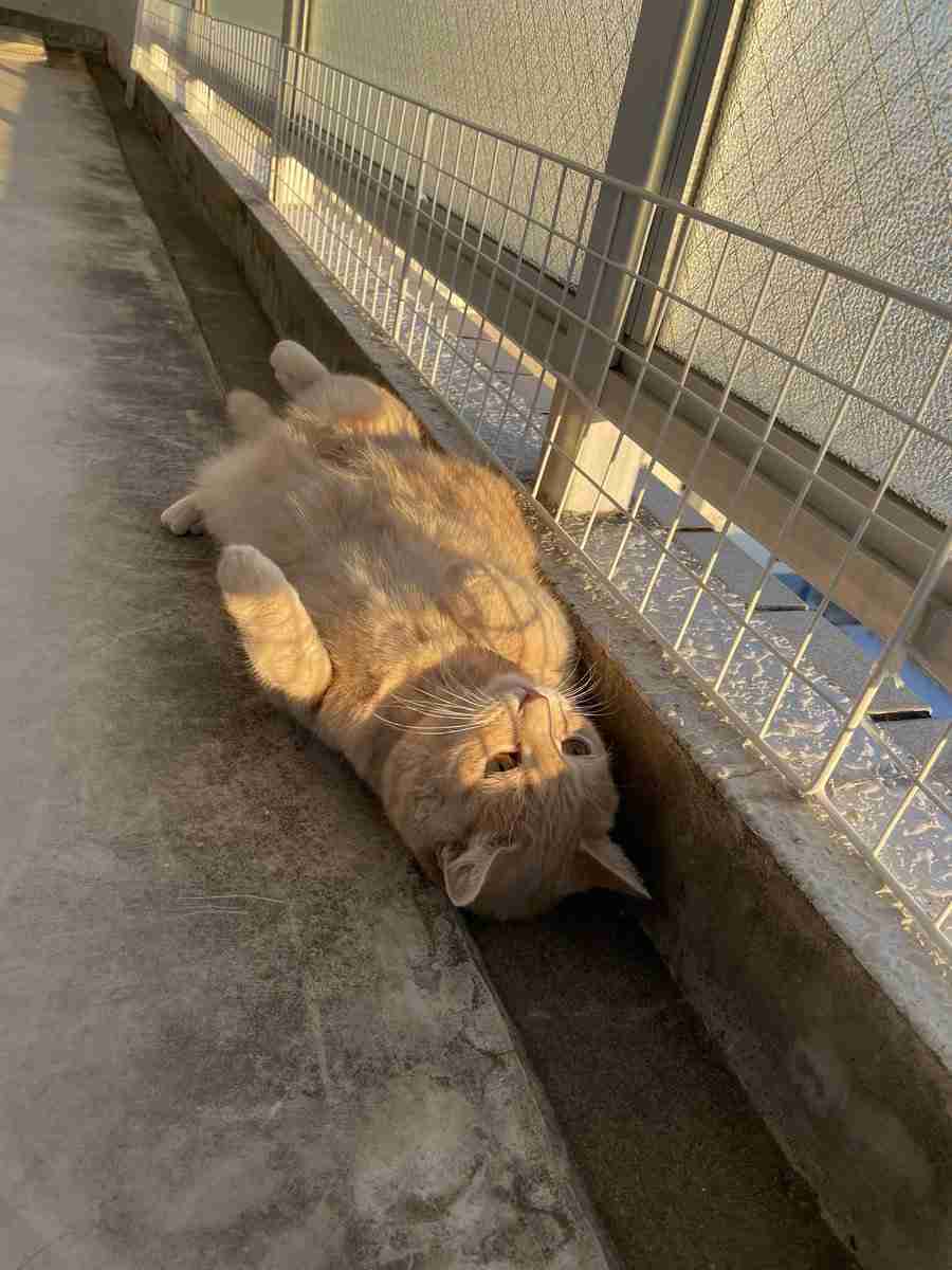 猫の画像を貼ると名前を付けてくれるトピ Part5