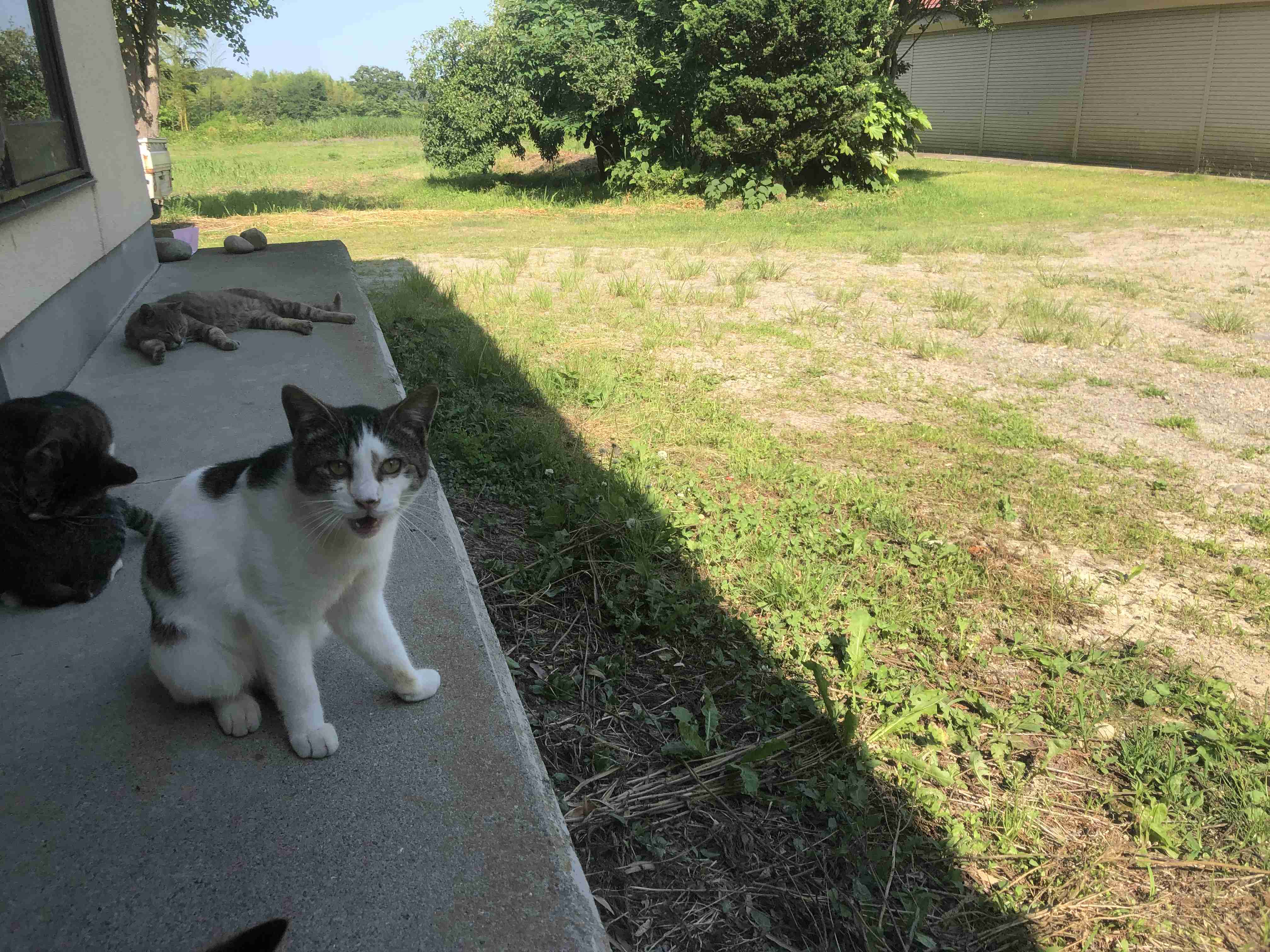 猫の画像を貼ると名前を付けてくれるトピ Part5