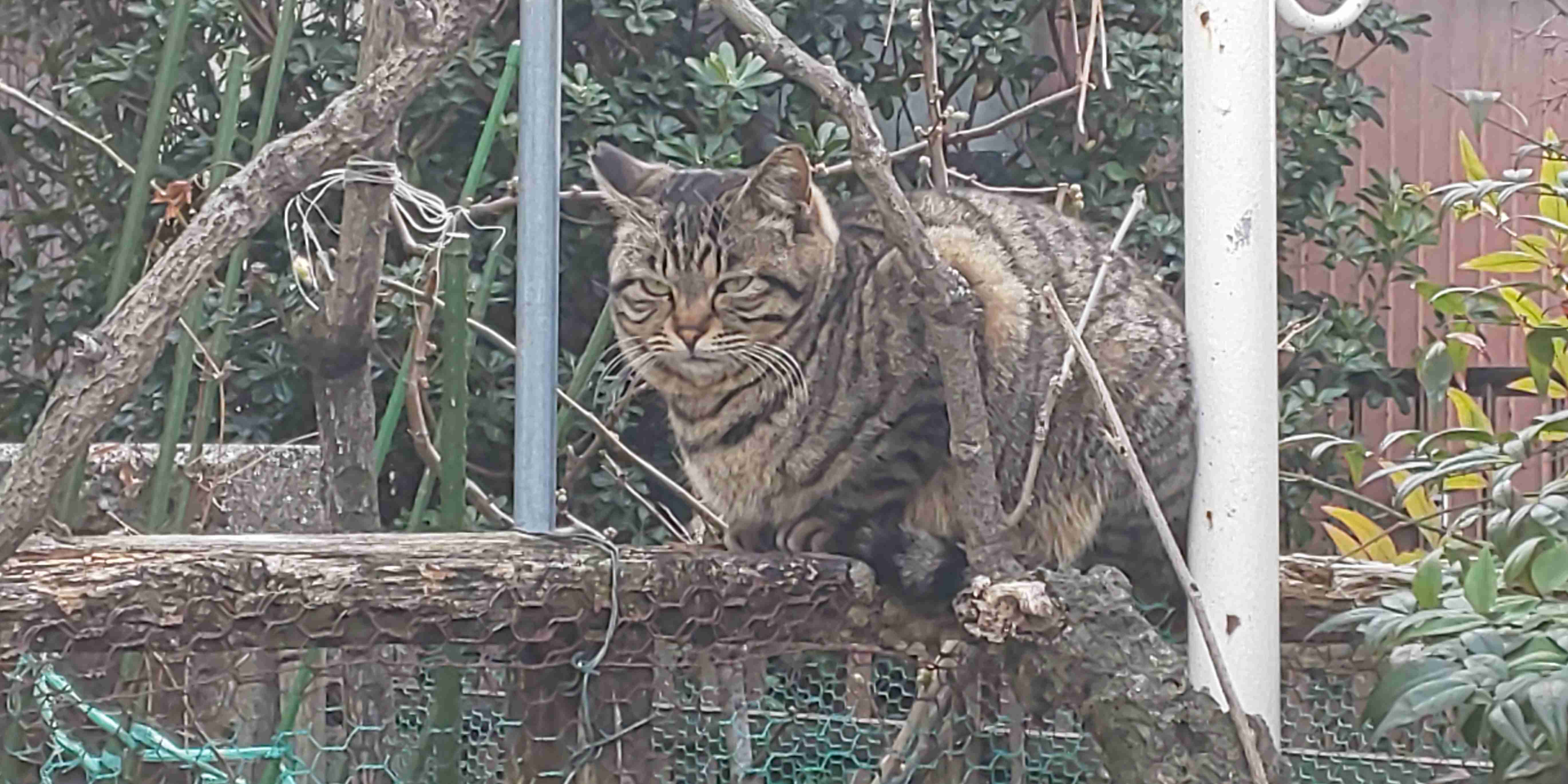 猫の画像を貼ると名前を付けてくれるトピ Part5