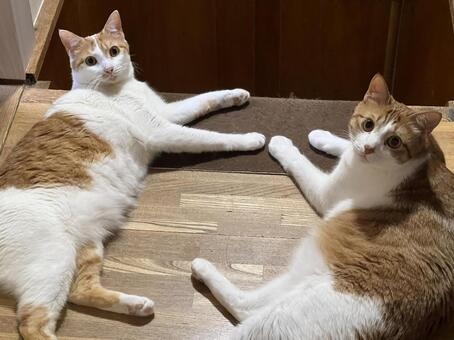 猫の画像を貼ると名前を付けてくれるトピ Part5