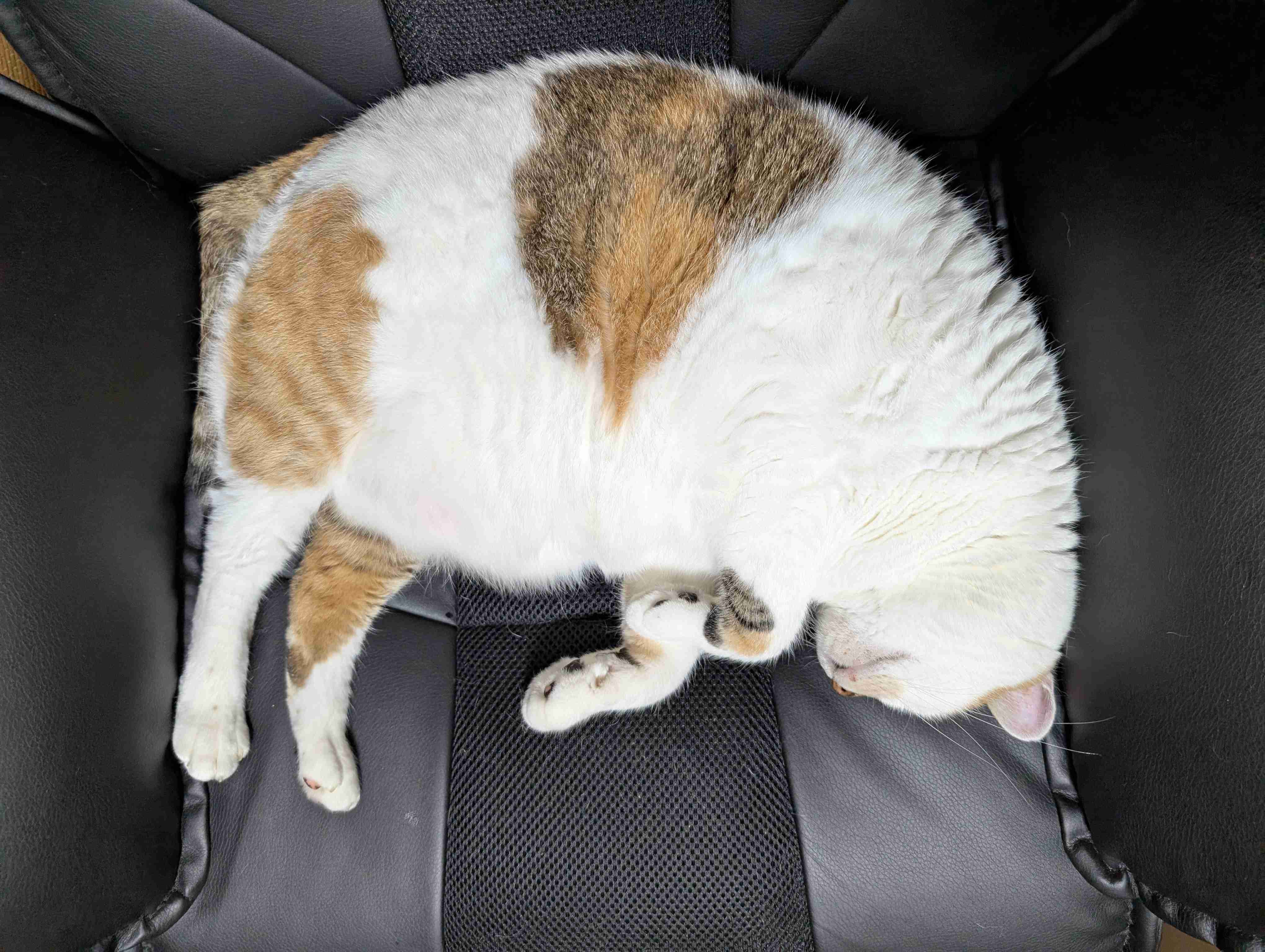 猫の画像を貼ると名前を付けてくれるトピ Part5