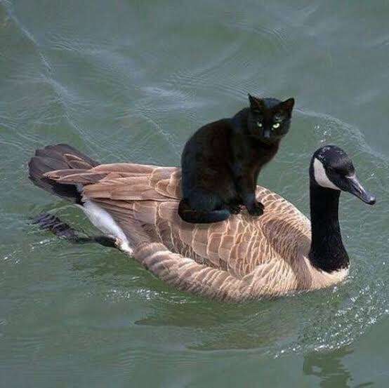 猫の画像を貼ると名前を付けてくれるトピ Part5