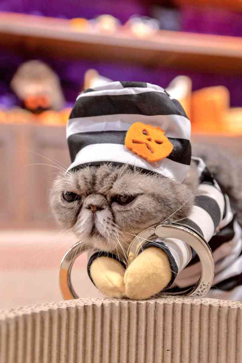 猫の画像を貼ると名前を付けてくれるトピ Part5
