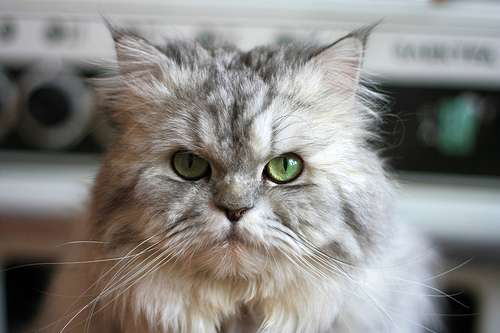 猫の画像を貼ると名前を付けてくれるトピ Part5