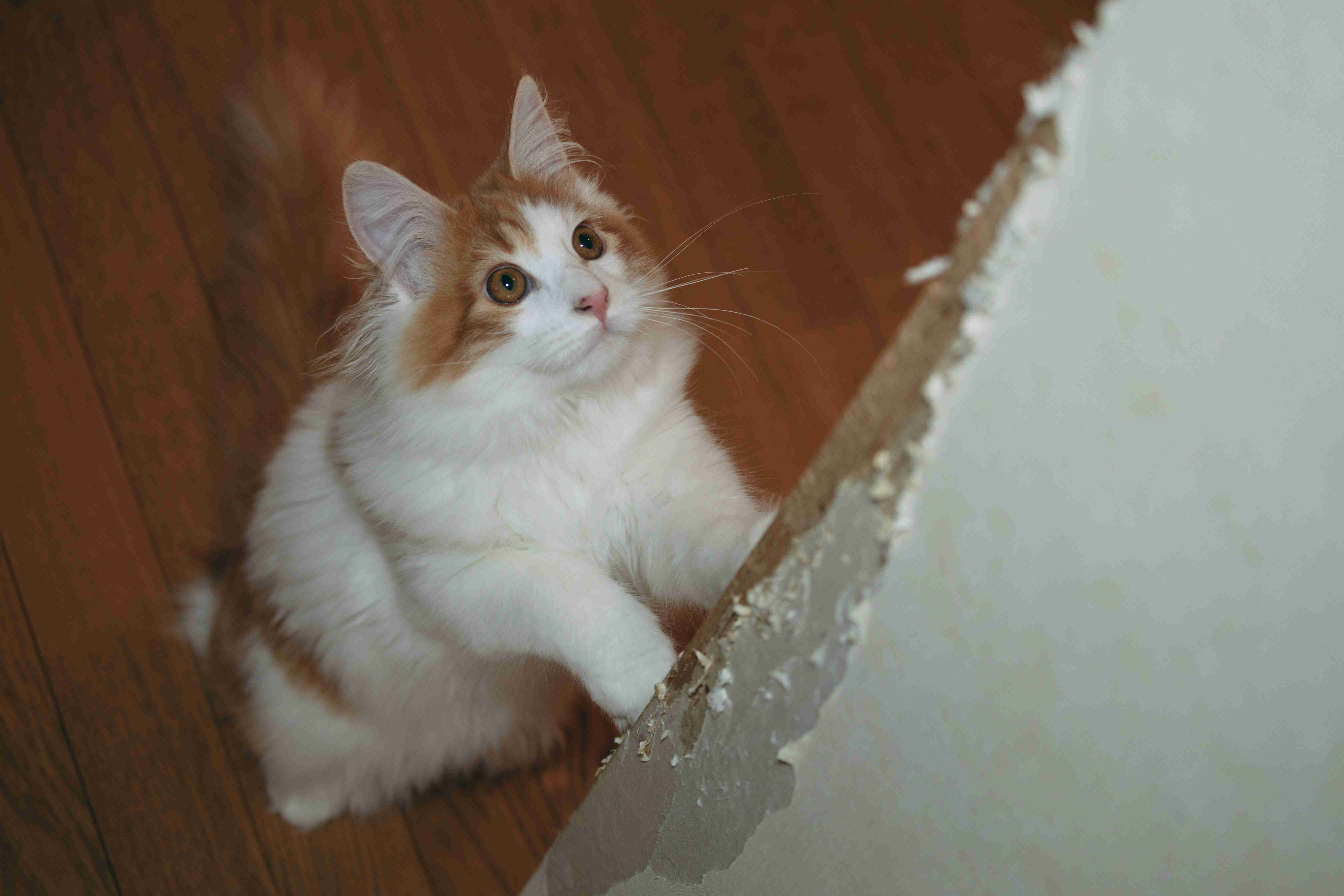 猫の画像を貼ると名前を付けてくれるトピ Part5