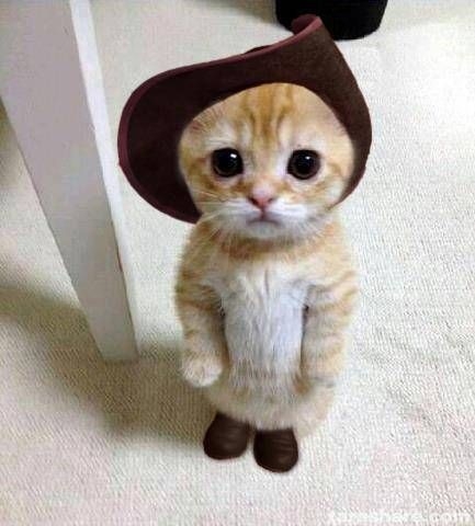 猫の画像を貼ると名前を付けてくれるトピ Part5