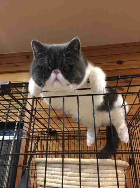 猫の画像を貼ると名前を付けてくれるトピ Part5