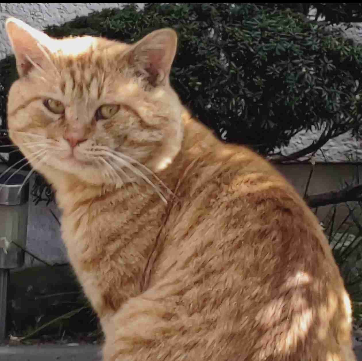 猫の画像を貼ると名前を付けてくれるトピ Part5