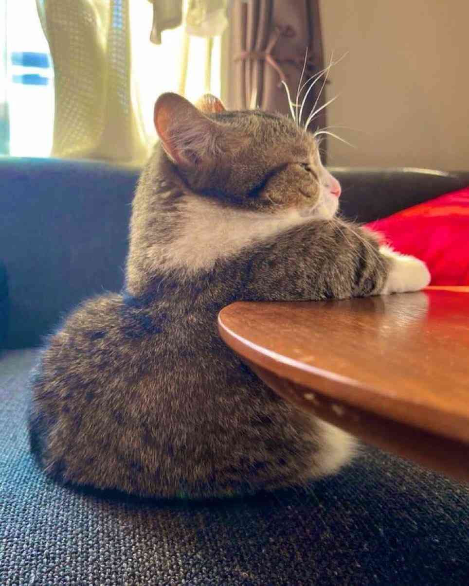 猫の画像を貼ると名前を付けてくれるトピ Part5