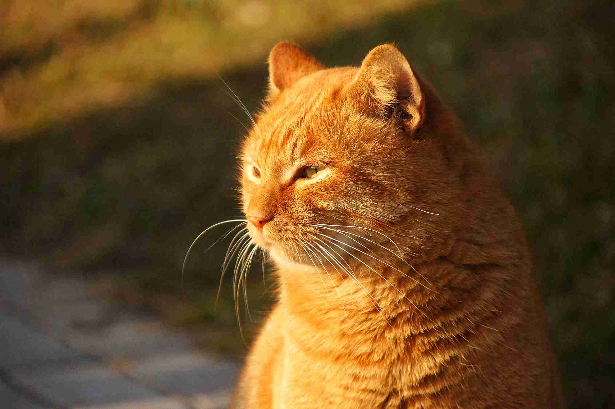 猫の画像を貼ると名前を付けてくれるトピ Part5