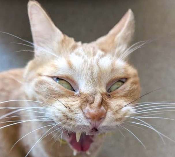 猫の画像を貼ると名前を付けてくれるトピ Part5