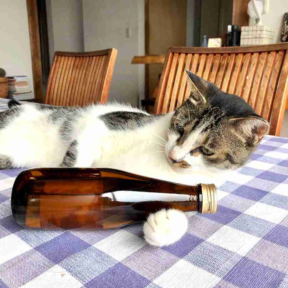 猫の画像を貼ると名前を付けてくれるトピ Part5