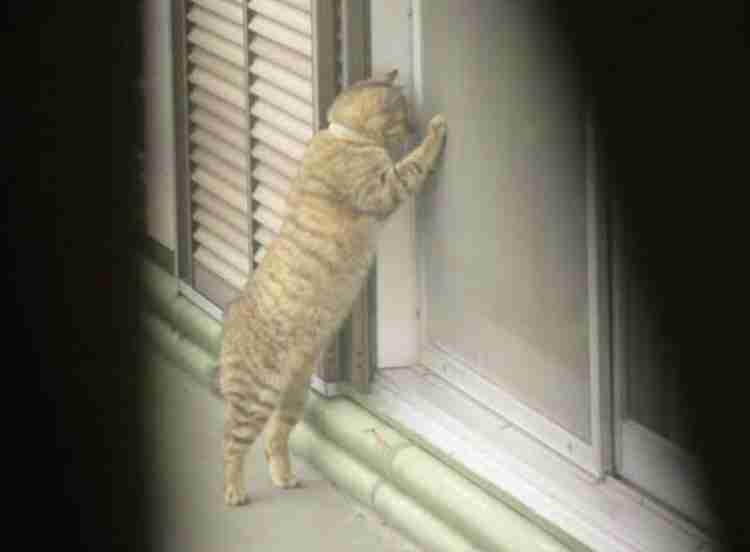 猫の画像を貼ると名前を付けてくれるトピ Part5