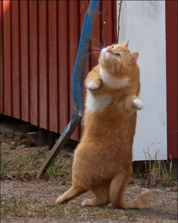 猫の画像を貼ると名前を付けてくれるトピ Part5