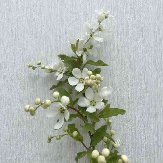 庭に植えて後悔した植物